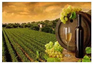 國外經典度假小鎮案例解析 法國科瑪 colmar 意大利波托菲諾 portofino