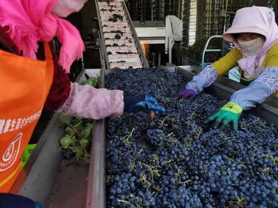 青創農場丨農創團聚地,夢想新沃地--吳忠市示范性青創農場展播(二)